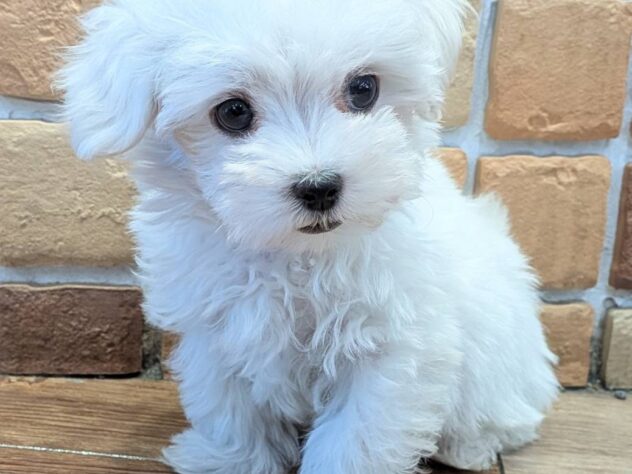 福島県のマルチーズ (アミーゴ福島南店/2026年8月10日生まれ/男の子/ホワイト)の子犬