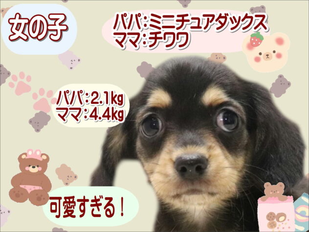 大阪府のハーフ犬・ミックス犬 (アミーゴ鳳店/2026年8月26日生まれ/女の子/ブラックタン)の子犬の1枚目の画像