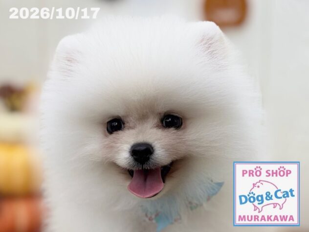 広島県のポメラニアン (アミーゴ大町店/2026年8月14日生まれ/男の子/クリーム)の子犬の1枚目の画像