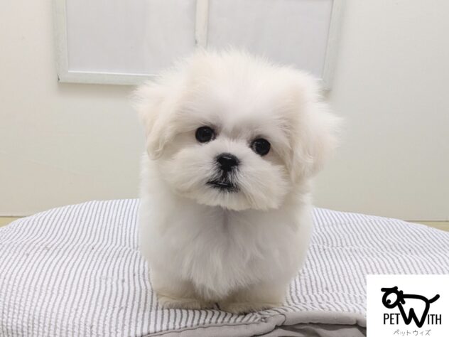 福島県のハーフ犬・ミックス犬 (アミーゴ会津若松店/2026年7月21日生まれ/男の子/ホワイトクリーム)の子犬