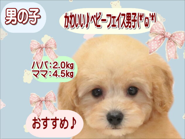 大阪府のトイプードル(トイ) (アミーゴ鳳店/2026年8月10日生まれ/男の子/アプリコット)の子犬の1枚目の画像