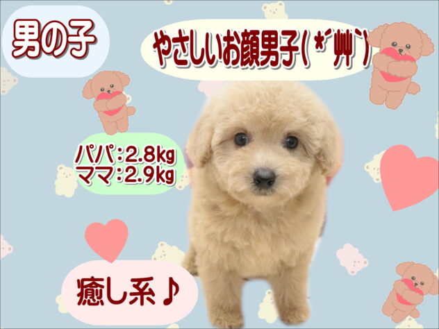 大阪府のトイプードル(トイ) (アミーゴ鳳店/2026年8月16日生まれ/男の子/クリーム)の子犬の1枚目の画像