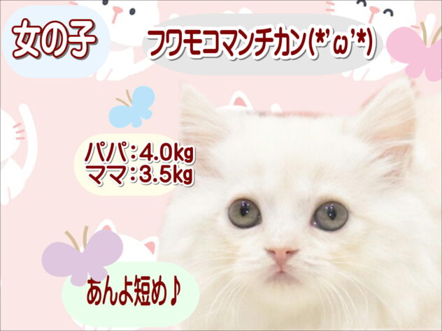 大阪府のマンチカン (アミーゴ鳳店/2026年8月12日生まれ/女の子/クリームタビー)の子猫の1枚目の画像