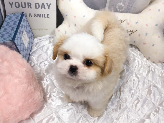 愛知県のハーフ犬・ミックス犬 (アミーゴ知立店/2026年8月27日生まれ/男の子/白茶)の子犬の3枚目の画像