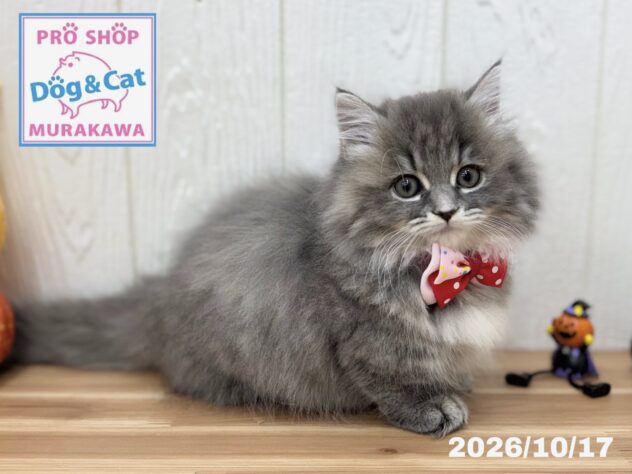 広島県のマンチカン (アミーゴ大町店/2026年8月9日生まれ/女の子/ブルーパッチドタビー)の子猫の2枚目の画像
