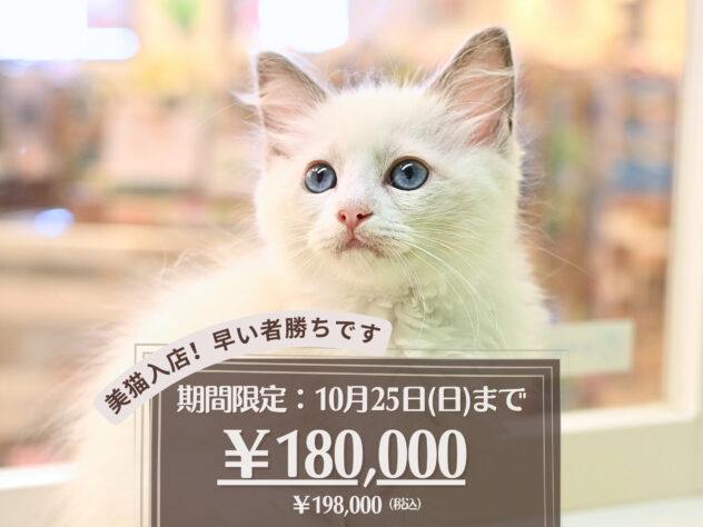 岡山県のラグドール (アミーゴ大安寺店/2026年8月10日生まれ/女の子/ブルーポイントバイカラー)の子猫の1枚目の画像