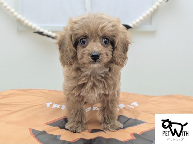 福島県のハーフ犬・ミックス犬 (アミーゴ会津若松店/2026年8月2日生まれ/女の子/レッドホワイト)の子犬