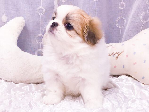 愛知県のハーフ犬・ミックス犬 (アミーゴ知立店/2026年8月5日生まれ/女の子/フォーンホワイト)の子犬の3枚目の画像