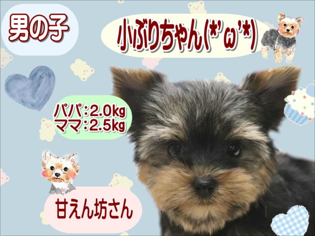 大阪府のヨークシャーテリア (アミーゴ鳳店/2026年8月26日生まれ/男の子/スチールブルータン)の子犬の1枚目の画像