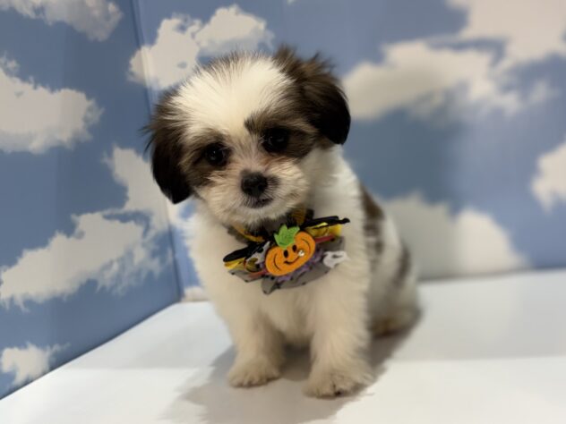 山形県のハーフ犬・ミックス犬 (アミーゴ山形南店/2026年8月17日生まれ/女の子/ホワイトゴールド)の子犬の2枚目の画像