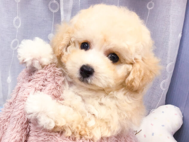 愛知県のトイプードル(トイ) (アミーゴ知立店/2026年8月4日生まれ/女の子/ペールフォーン)の子犬の1枚目の画像