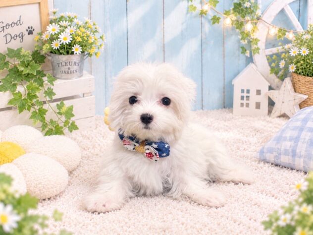山形県のハーフ犬・ミックス犬 (アミーゴ酒田店/2026年7月4日生まれ/男の子/ホワイト)の子犬の1枚目の画像