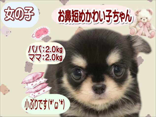 大阪府のチワワ(ロング) (アミーゴ鳳店/2026年8月18日生まれ/女の子/ブラックタンホワイト)の子犬の1枚目の画像