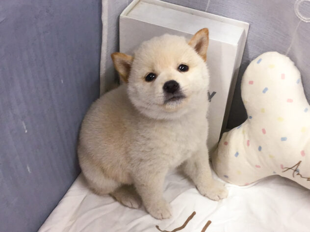 愛知県の柴犬(標準サイズ) (アミーゴ知立店/2026年8月26日生まれ/女の子/白)の子犬の3枚目の画像