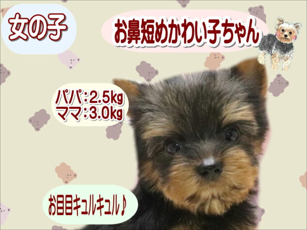 大阪府のヨークシャーテリア (アミーゴ鳳店/2026年8月27日生まれ/女の子/スチールブルータン)の子犬の1枚目の画像