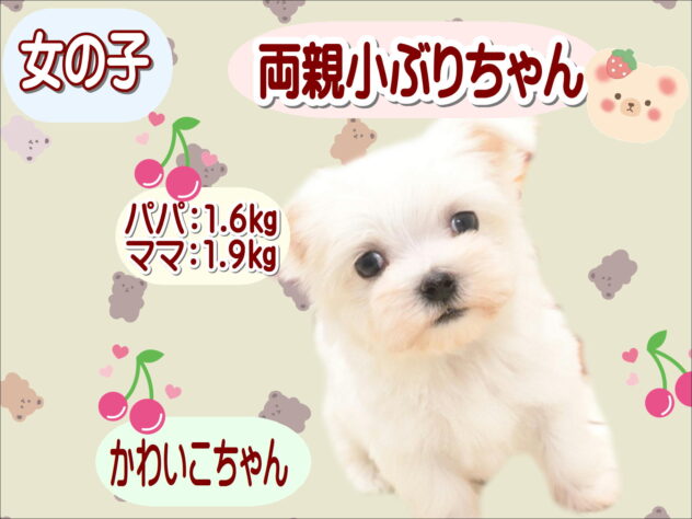 大阪府のマルチーズ (アミーゴ鳳店/2026年8月17日生まれ/女の子/ホワイト)の子犬の1枚目の画像
