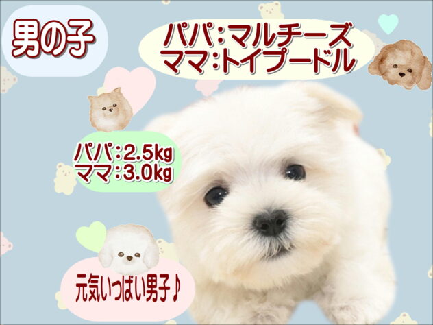 大阪府のハーフ犬・ミックス犬 (アミーゴ鳳店/2026年8月16日生まれ/男の子/クリーム)の子犬の1枚目の画像
