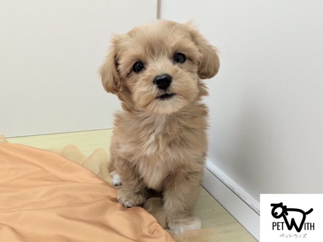 福島県のハーフ犬・ミックス犬 (アミーゴ会津若松店/2026年8月7日生まれ/女の子/アプリコット)の子犬