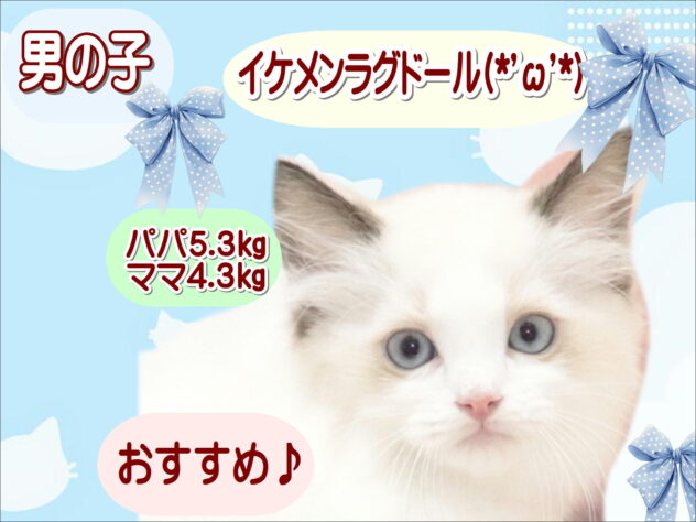 大阪府のラグドール (アミーゴ鳳店/2026年8月16日生まれ/男の子/シールポイントバイカラー)の子猫の1枚目の画像
