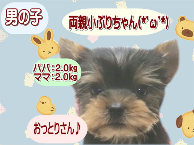 大阪府のヨークシャーテリア (アミーゴ鳳店/2026年8月5日生まれ/男の子/スチールブルータン)の子犬の1枚目の画像