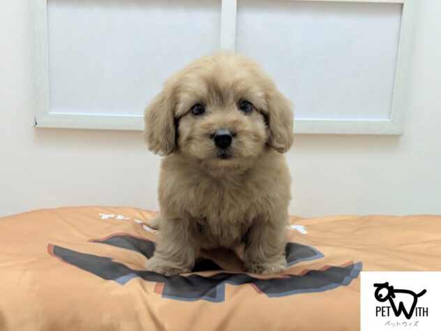 福島県のハーフ犬・ミックス犬 (アミーゴ会津若松店/2026年8月15日生まれ/男の子/レッド)の子犬