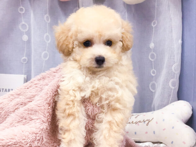 愛知県のトイプードル(トイ) (アミーゴ知立店/2026年8月4日生まれ/女の子/ペールフォーン)の子犬の2枚目の画像