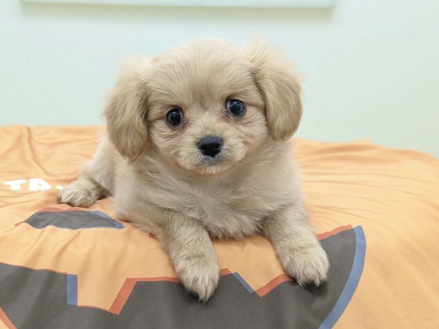 福島県のハーフ犬・ミックス犬 (アミーゴ会津若松店/2026年7月31日生まれ/女の子/アプリコット)の子犬の2枚目の画像
