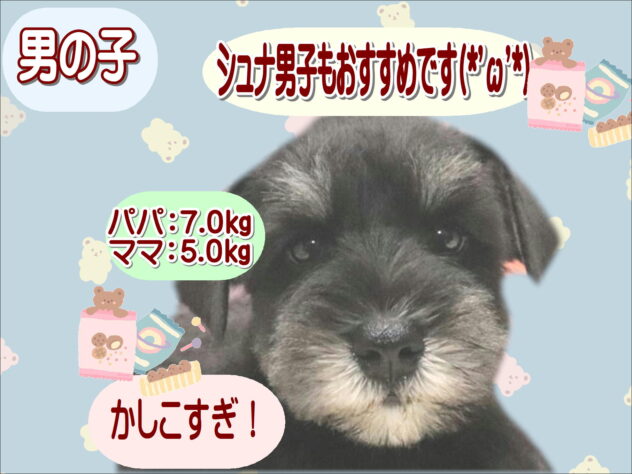 大阪府のミニチュアシュナウザー (アミーゴ鳳店/2026年8月20日生まれ/男の子/ブラックシルバー)の子犬の1枚目の画像