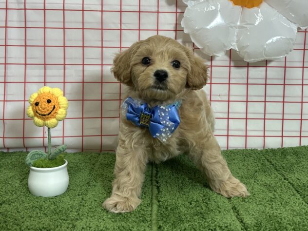 山形県のハーフ犬・ミックス犬 (アミーゴ酒田店/2026年8月10日生まれ/男の子/アプリコット)の子犬の1枚目の画像