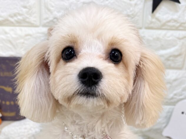 兵庫県のハーフ犬・ミックス犬 (ワンキャラット アミーゴ姫路花田店/2026年5月26日生まれ/女の子/ホワイトクリーム)の子犬の1枚目の画像