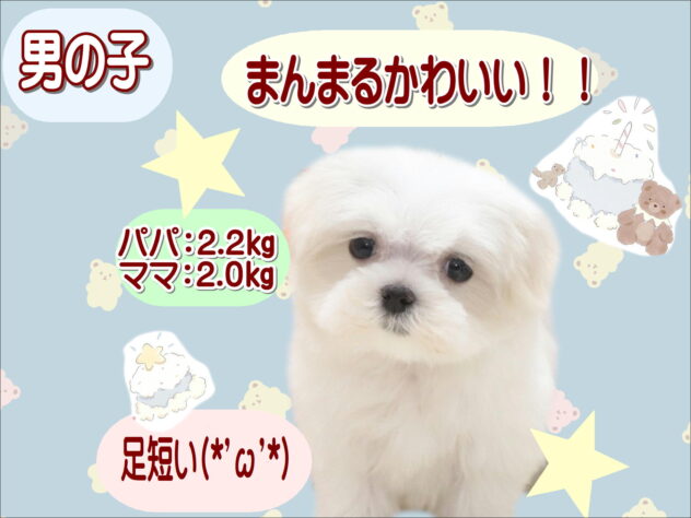 大阪府のマルチーズ (アミーゴ鳳店/2026年8月5日生まれ/男の子/ホワイト)の子犬の1枚目の画像