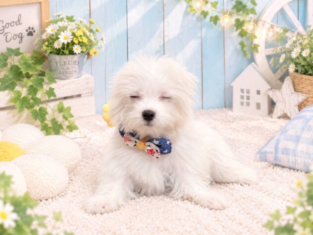 山形県のハーフ犬・ミックス犬 (アミーゴ酒田店/2026年7月4日生まれ/男の子/ホワイト)の子犬の2枚目の画像