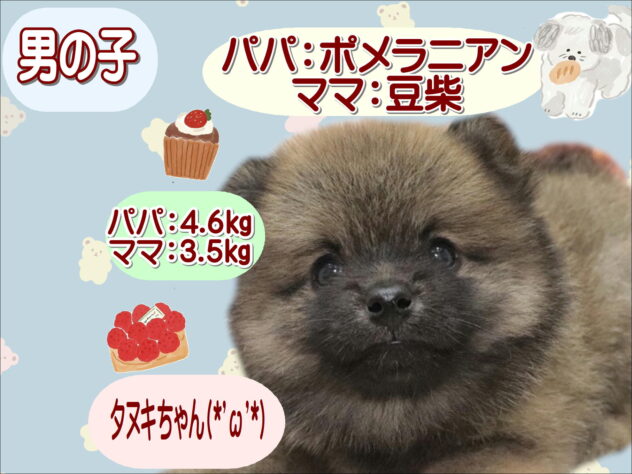 大阪府のハーフ犬・ミックス犬 (アミーゴ鳳店/2026年8月16日生まれ/男の子/セーブル)の子犬の1枚目の画像