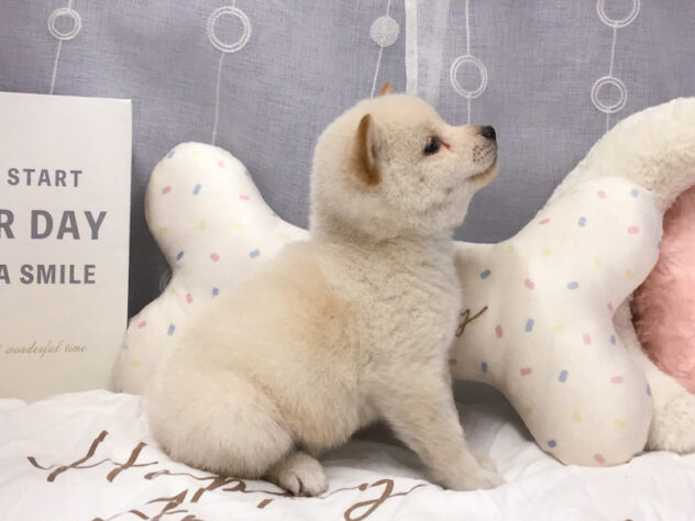 愛知県の柴犬(標準サイズ) (アミーゴ知立店/2026年8月26日生まれ/女の子/白)の子犬の2枚目の画像