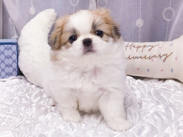 愛知県のハーフ犬・ミックス犬 (アミーゴ知立店/2026年8月5日生まれ/女の子/フォーンホワイト)の子犬の1枚目の画像