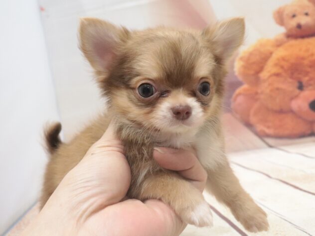 大阪府のチワワ(ロング) (アミーゴ鳳店/2026年8月4日生まれ/男の子/チョコレートクリーム)の子犬の2枚目の画像