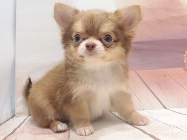 大阪府のチワワ(ロング) (アミーゴ鳳店/2026年8月4日生まれ/男の子/チョコレートクリーム)の子犬の3枚目の画像