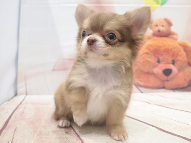 大阪府のチワワ(ロング) (アミーゴ鳳店/2026年8月4日生まれ/男の子/チョコレートクリーム)の子犬の4枚目の画像