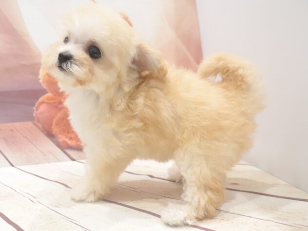 大阪府のハーフ犬・ミックス犬 (アミーゴ鳳店/2026年8月3日生まれ/女の子/クリーム)の子犬の2枚目の画像