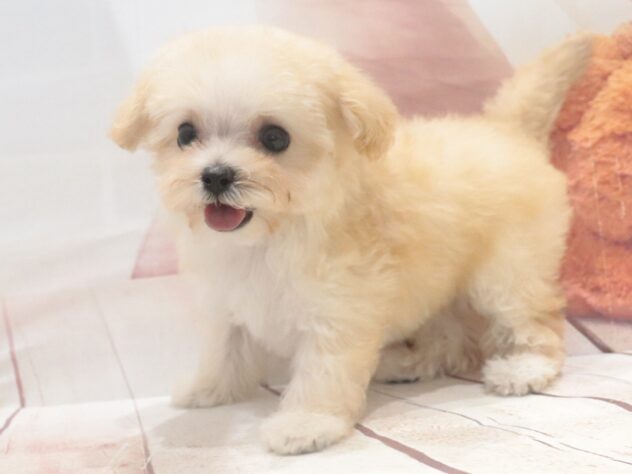 大阪府のハーフ犬・ミックス犬 (アミーゴ鳳店/2026年8月3日生まれ/女の子/クリーム)の子犬の3枚目の画像
