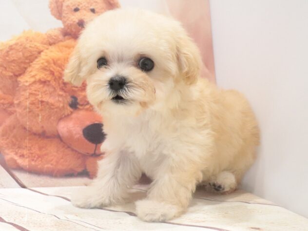 大阪府のハーフ犬・ミックス犬 (アミーゴ鳳店/2026年8月3日生まれ/女の子/クリーム)の子犬の4枚目の画像