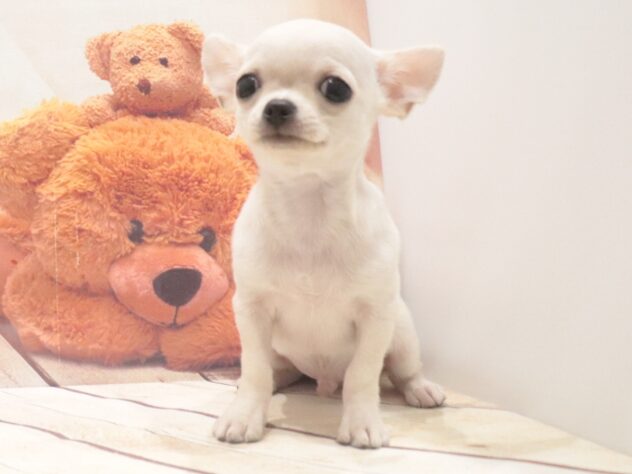 大阪府のチワワ(ロング) (アミーゴ鳳店/2026年7月20日生まれ/男の子/ホワイトクリーム)の子犬の3枚目の画像