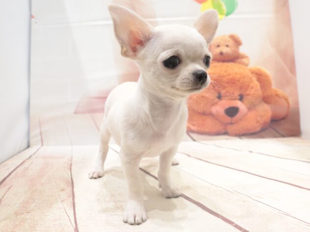 大阪府のチワワ(ロング) (アミーゴ鳳店/2026年7月20日生まれ/男の子/ホワイトクリーム)の子犬の4枚目の画像