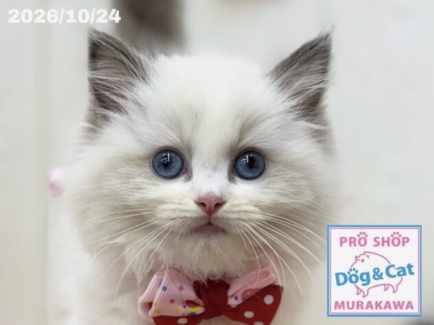広島県のラグドール (アミーゴ大町店/2026年8月22日生まれ/女の子/ブルーポイントバイカラー)の子猫の1枚目の画像