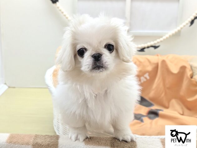 福島県のハーフ犬・ミックス犬 (アミーゴ会津若松店/2026年7月7日生まれ/女の子/ホワイト)の子犬の1枚目の画像