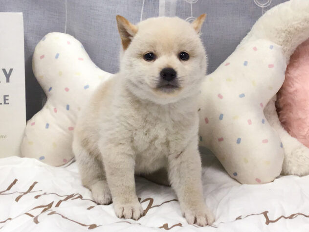 愛知県の柴犬(標準サイズ) (アミーゴ知立店/2026年8月26日生まれ/女の子/白)の子犬の1枚目の画像