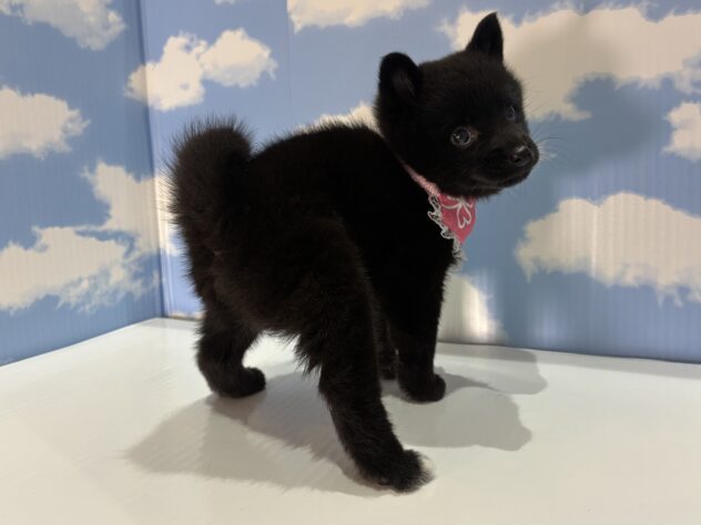 山形県のハーフ犬・ミックス犬 (アミーゴ山形南店/2026年8月10日生まれ/女の子/ブラック)の子犬の3枚目の画像