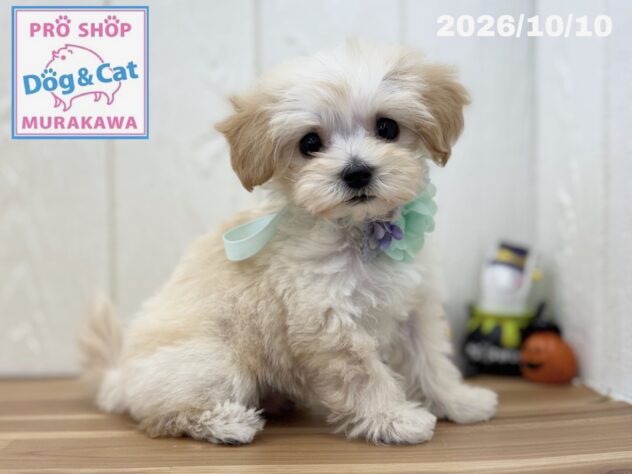 広島県のハーフ犬・ミックス犬 (アミーゴ大町店/2026年8月10日生まれ/男の子/クリーム)の子犬の2枚目の画像