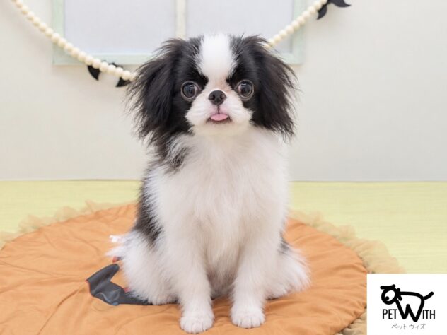 福島県の狆 (アミーゴ会津若松店/2026年7月20日生まれ/男の子/ブラックホワイト)の子犬