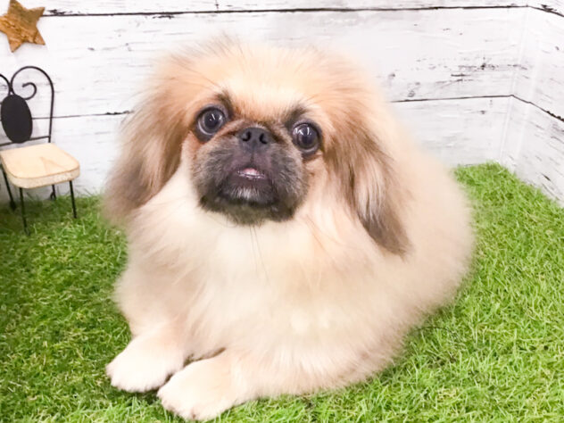 愛知県のペキニーズ (アミーゴ知立店/2026年5月30日生まれ/男の子/ブルーフォーン)の子犬の1枚目の画像
